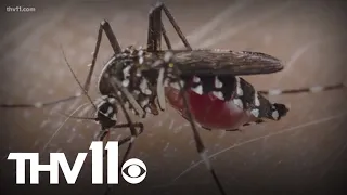 Why mosquitoes bite some more than others
