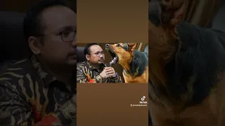 ini suara anjing atau bukan