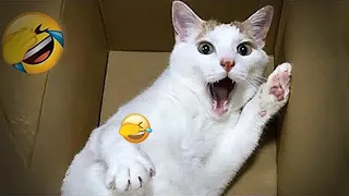 Cute animal Videos That You Just Can't Miss😹🐕part 10