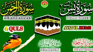 Surah Yaseen ( Yasin ) Full with arabic | Sura Rahman + waqiah + mulk + Ep 249 @IQRAALQURANKARIM