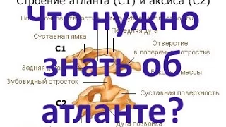 Шейный позвонок Атлант - интересные факты