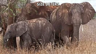 Giants of the Earth: Meet the elephants | Paws on the Planet