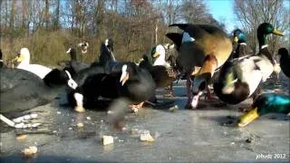 Coots & Ducks on Ice Convention (lunch time)