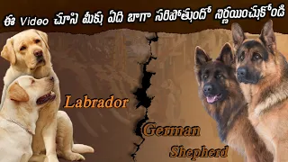 (Labrador or German Shephard)😉Which breed is suitable for us in telugu