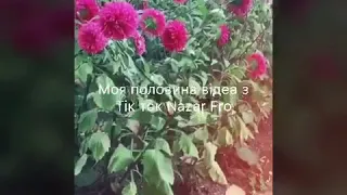 Моя половина відео Тік Ток