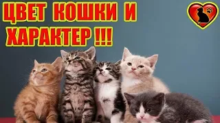 Как Цвет Кошки Влияет на Ее Характер!? Что говорит о кошке ее окрас?