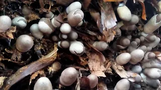 HOW to GROW VOLVARIELLA MUSHROOM using BANANA LEAVES