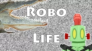 Robolife#0001. Чудесная дружба крокодила и человека | Невероятные животные