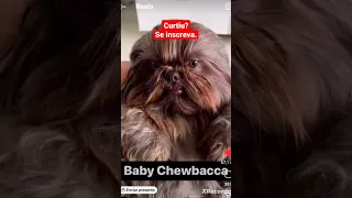 Star Wars e Dog lovers