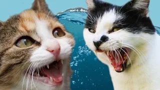 Cats Vs. Water