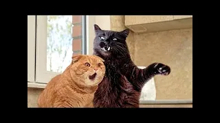 FUNNIEST CAT VİDEOS 😸 2021 -  😸🐶🐱🐭🐹 Try Not To Laugh Or Grin Challenge