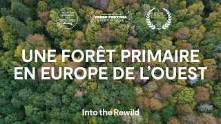 A primary forest in Western Europe, with Francis Hallé | In to the Rewild