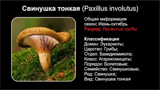 Свинушка тонкая (Paxillus involutus)