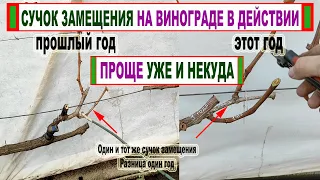 🍇 Вот для чего нужен СУЧОК ЗАМЕЩЕНИЯ на винограде? Так обрезают 90% виноградников мира.