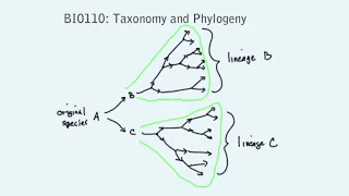 BIO100 Lecture: Phylogeny and Taxonomy