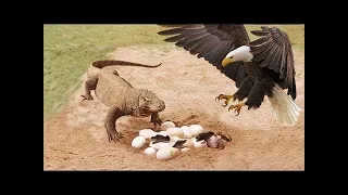 Amazing Birds Protect Crocodile Eggs From Monitor Lizard Hunting/  Animals Channel