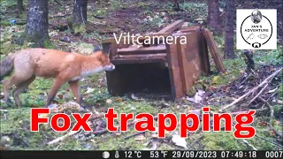 Finally the fox fell into the trap Der satt reven i fella#revebås