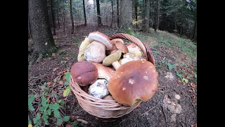 grzyby 2020 Borowiki jak marzenie. mushrooms грибы fungi Beskid Niski