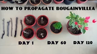 How to Propagate Bougainvillea from Cuttings