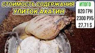 Стоимость содержания улиток ахатин. Сколько стоит содержание улиток в месяц