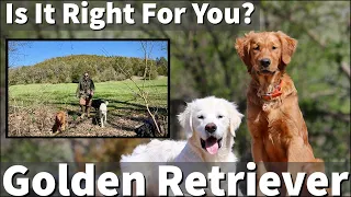 Golden Retriever - Is It Right For You?