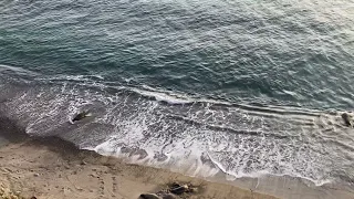 Point Reyes Elephant Seal Rookery January 2022