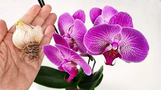 How to make an orchid bloom like crazy 🌸Wonderful fertilizer for orchids
