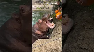 Rashid khichi Hungry Hippos Enjoy Pumpkin Treats || ViralHog