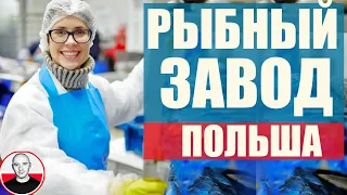 Рыбный завод в Польше #РаботавПольше #рыбныйзавод