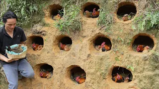 Wild chickens bewilderedly looking for a new nest, Harvesting oranges  Goes to market sell, Vàng Hoa