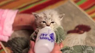 kitten wiggling ears while bottle feeding