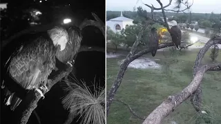 SWFL Eagles 🦅 F23 & E23 spend night on attic 😴 Morning brings squees & fancy flying 🥰 2023 Mar 22