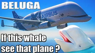 Airbus Beluga XL | Super transporter | it can carry A300 ?