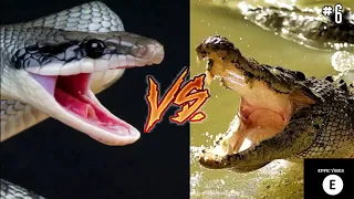 14 Most Craziest Animal Fights Caught On Camera