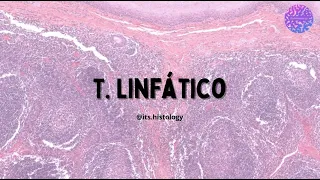 Histología del Sistema Linfático - its.histology