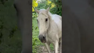 Happy rescue animals running for dinner #animals #horse #rescueanimals #cuteanimals #donkey