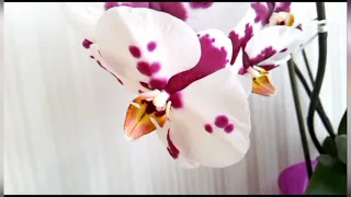 Орхидеи Полька Дотс,Лас Вегас🌺🌸🌺🥰!