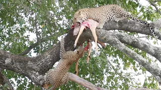LEOPARD cub determined to 'STEAL' impala from MOTHER