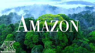 Amazon 4K drone view • Aerial view of Amazon Rainforest Jungle | Relaxation film with calming music