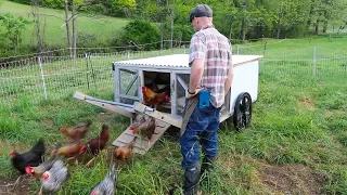 MY 100 Chick Plan to replace these Old Lady Hens