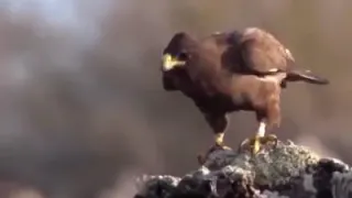 Most Deadly EAGLES_Attacks-Golden Eagle vs Goat, Hawk vs RattleSnake, Eagle vs Monkey