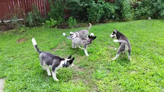 SKY COMES TO VISIT!!! | Husky Puppy Playdate