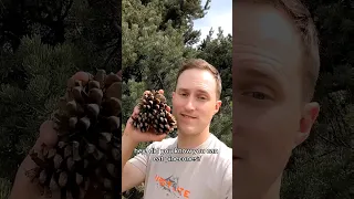 How To Make Pinecone Jam