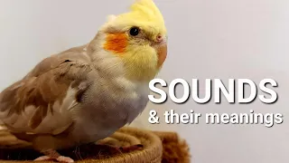 What Is Cockatiel Sounds Meanings😍