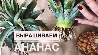 КАК ВЫРАСТИТЬ АНАНАС В ДОМАШНИХ УСЛОВИЯХ