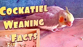 Interesting Facts on Cockatiel Chicks Weaning Stage | Rowdy Birdy