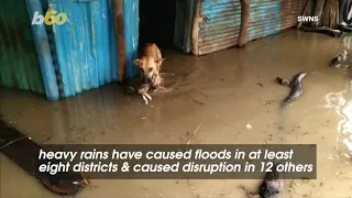 Watch the Touching Moment a Dog Rescued Her Puppy From Flood Water