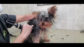 How to groom a Yorkshire Terrier puppy dog breed, 1st groom, full groom transformation