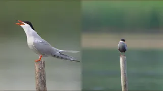 4K Rybitwy: rzeczna i białowąsa / Common tern & Whiskered tern / Sterna hirundo & Chlidonias hybrida