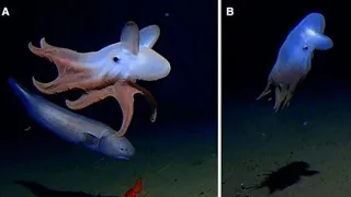 World's Deepest Octopus Captured On Camera